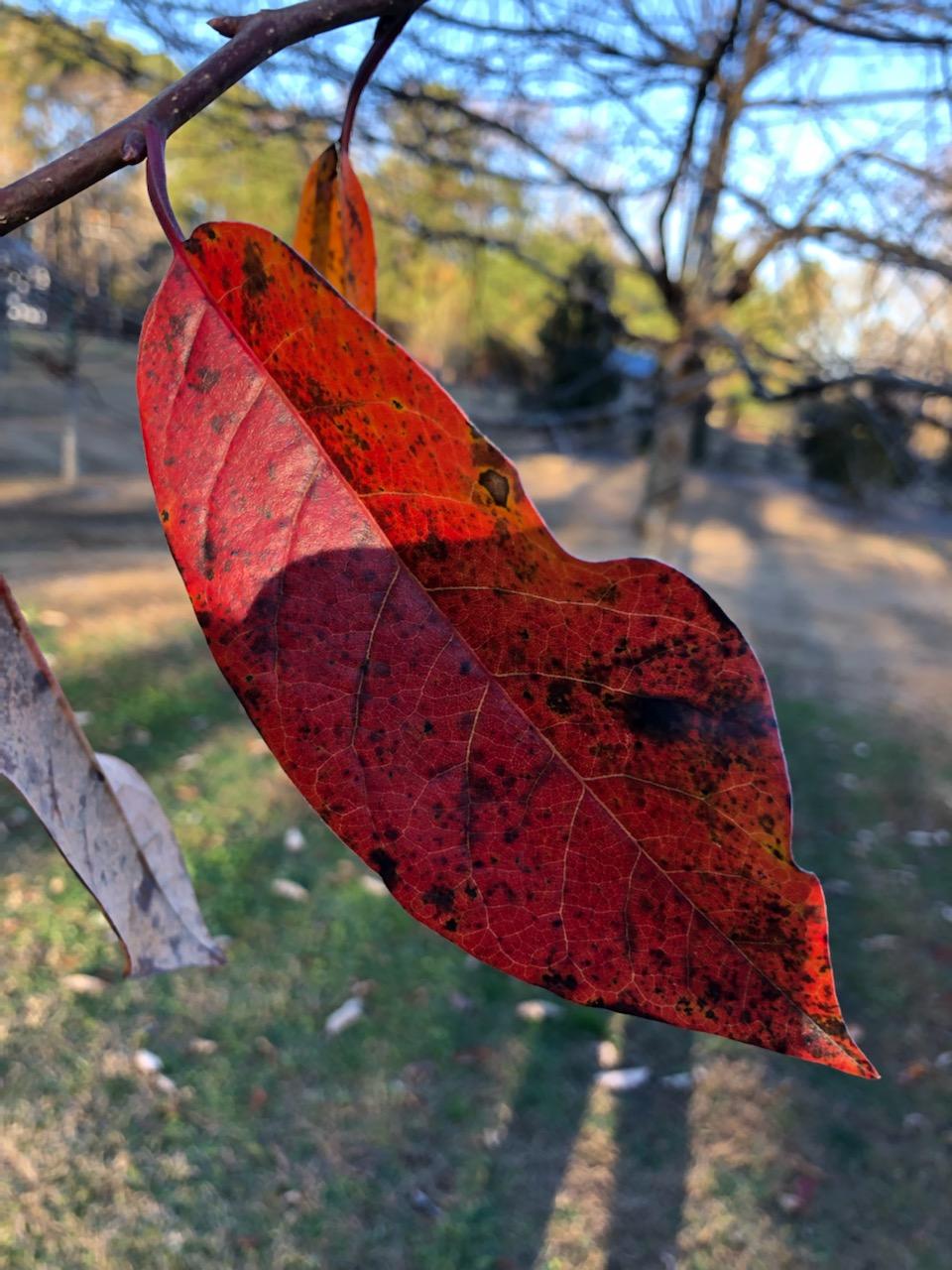 Fantastic Fall Preparing